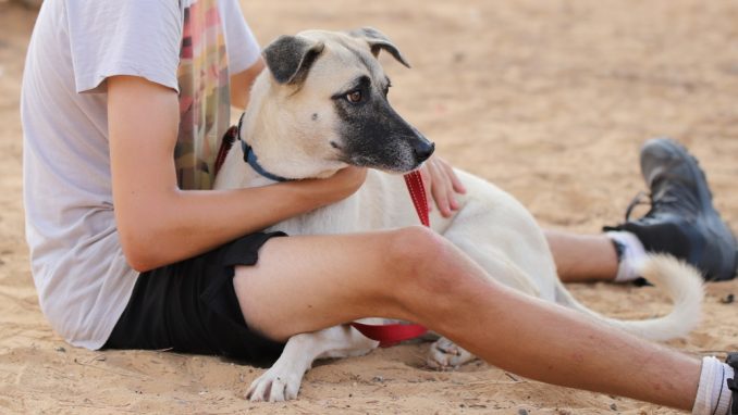 זארה - כלבה לאימוץ - אגודת צער בעלי חיים בישראל