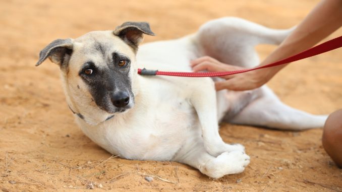 זארה - כלבה לאימוץ - אגודת צער בעלי חיים בישראל