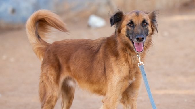 ג'ז - כלב לאימוץ - אגודת צער בעלי חיים בישראל
