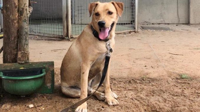 ג'וניור - כלב לאימוץ - אגודת צער בעלי חיים בישראל