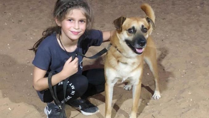 חץ - כלב לאימוץ - אגודת צער בעלי חיים בישראל