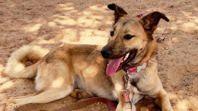 טופי - כלבה לאימוץ - אגודת צער בעלי חיים בישראל