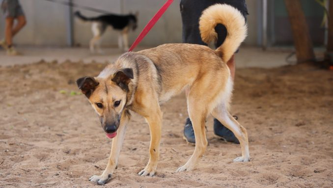 טופי - כלבה לאימוץ - אגודת צער בעלי חיים בישראל