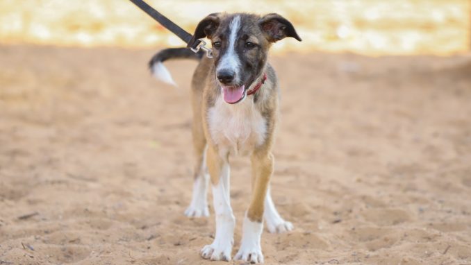 לודוויג – כלב לאימוץ – אגודת צער בעלי חיים בישראל