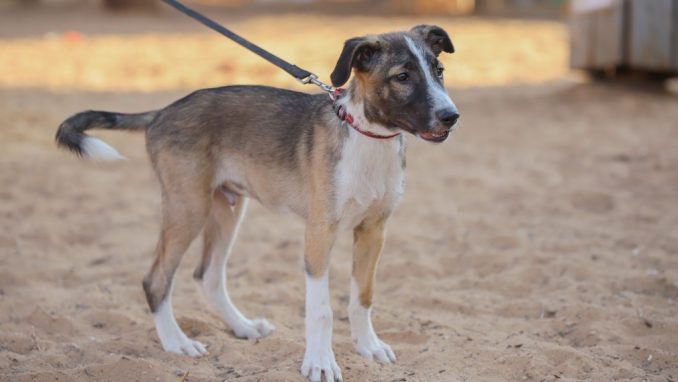 לודוויג – כלב לאימוץ – אגודת צער בעלי חיים בישראל