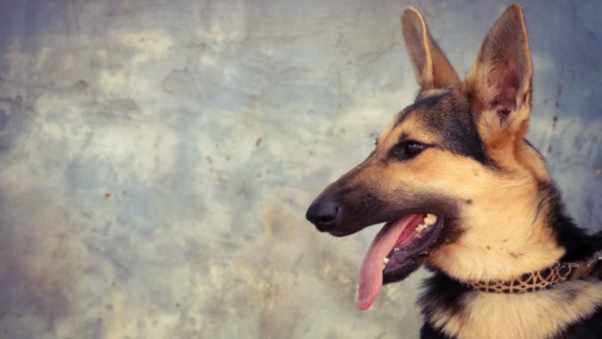 מוניקה - כלבה לאימוץ - אגודת צער בעלי חיים בישראל
