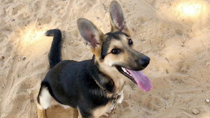 מוניקה - כלבה לאימוץ - אגודת צער בעלי חיים בישראל