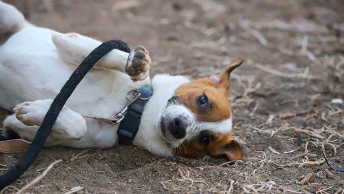סימבה – כלב לאימוץ – אגודת צער בעלי חיים בישראל