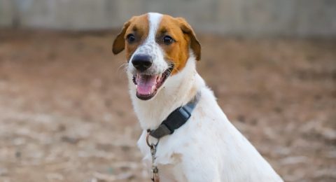 סימבה – כלב לאימוץ – אגודת צער בעלי חיים בישראל