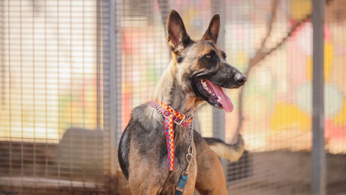 צ'יטה – כלבה לאימוץ – אגודה צער בעלי חיים ישראל