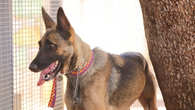 צ'יטה – כלבה לאימוץ – אגודה צער בעלי חיים ישראל