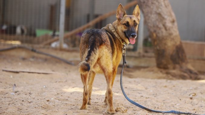 קים – כלבה לאימוץ – אגודה צער בעלי חיים ישראל