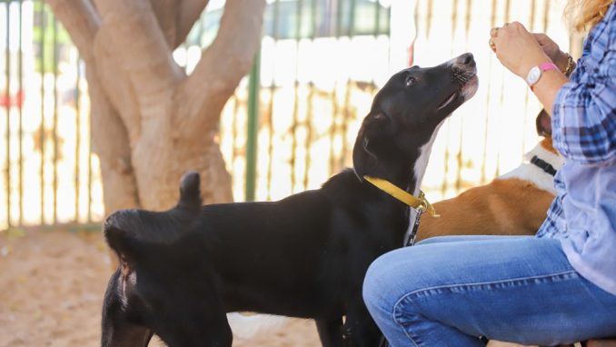 רוקי – כלב לאימוץ – אגודת צער בעלי חיים בישראל
