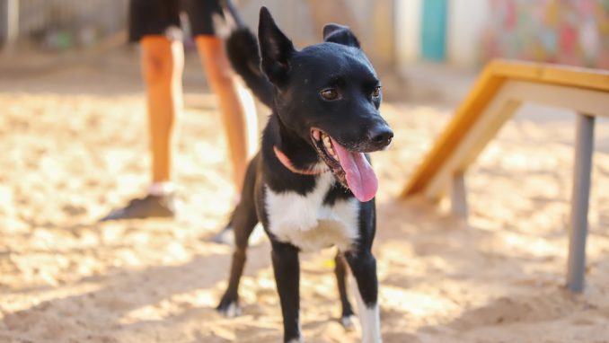 רקסי – כלב לאימוץ – אגודת צער בעלי חיים בישראל