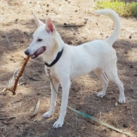 שאול - כלב לאימוץ - אגודת צער בעלי חיים בישראל