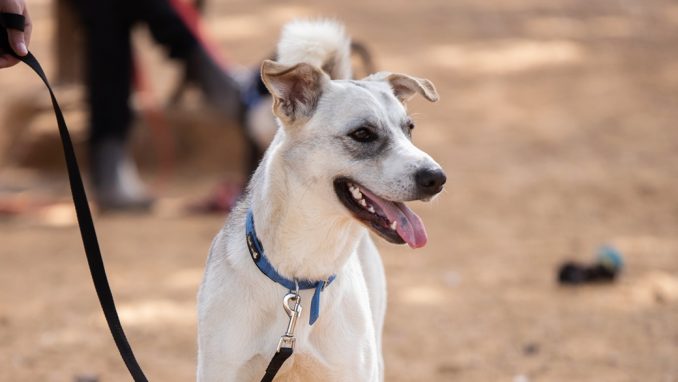 אליס - כלבה לאימוץ - אגודת צער בעלי חיים בישראל - צילום: מאיה סיני
