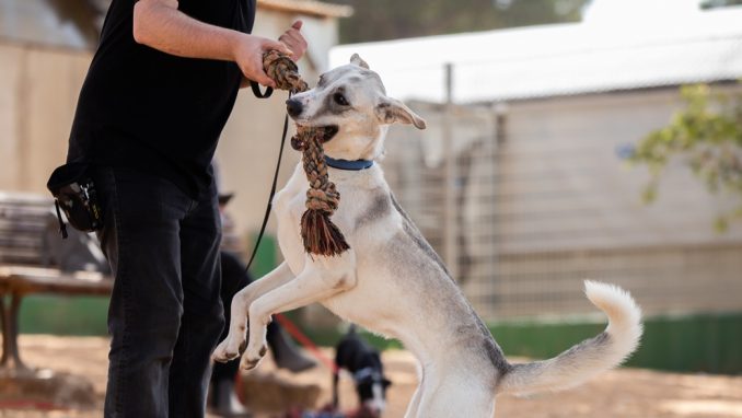 אליס - כלבה לאימוץ - אגודת צער בעלי חיים בישראל - צילום: מאיה סיני