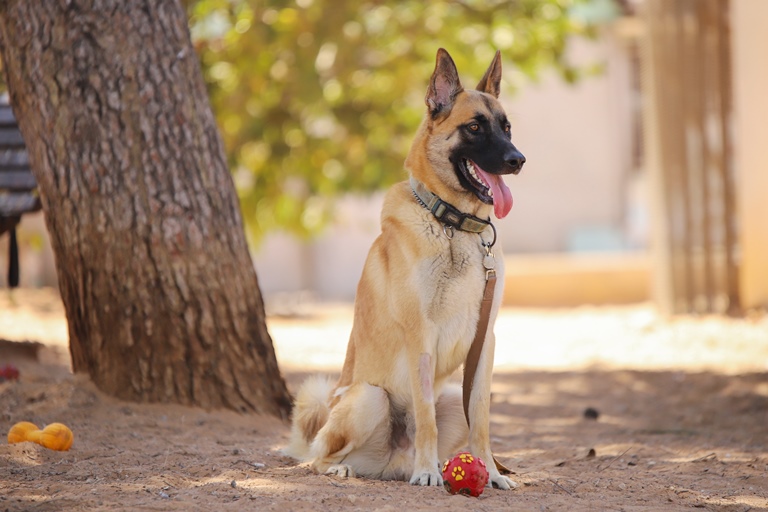 אקסום - כלב לאימוץ - אגודת צער בעלי חיים בישראל