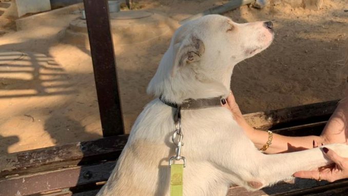 בים - כלב לאימוץ - אגודת צער בעלי חיים בישראל