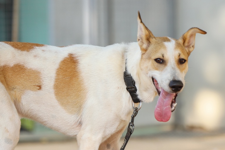 ג'וי - כלב לאימוץ - אגודת צער בעלי חיים בישראל