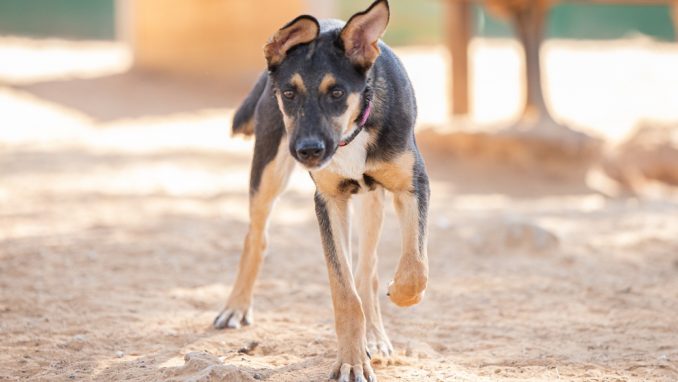 גיא – כלב לאימוץ – אגודת צער בעלי חיים בישראל