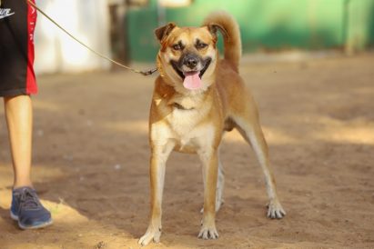 חץ - כלב לאימוץ - אגודת צער בעלי חיים בישראל