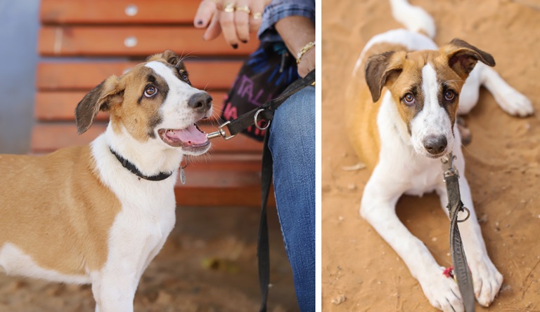 טומי - כלב לאימוץ - אגודת צער בעלי חיים בישראל