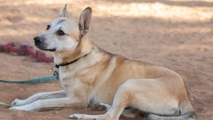טיילר – כלבה לאימוץ – אגודה צער בעלי חיים ישראל