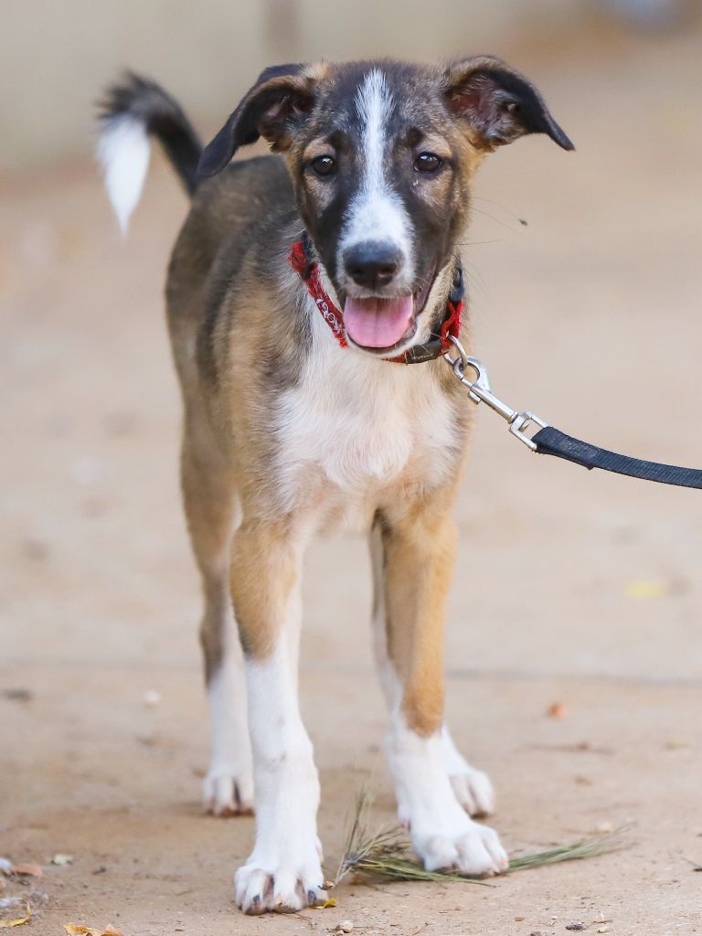 לודוויג - כלב לאימוץ - אגודת צער בעלי חיים בישראל