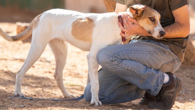 לולה – כלבה לאימוץ – אגודה צער בעלי חיים ישראל