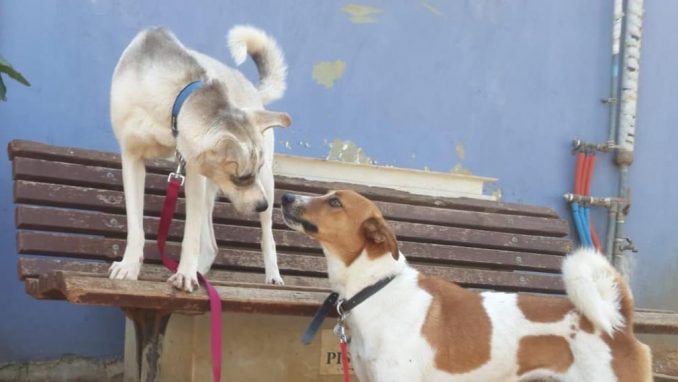 לוסי אליס - כלבה לאימוץ - אגודת צער בעלי חיים בישראל