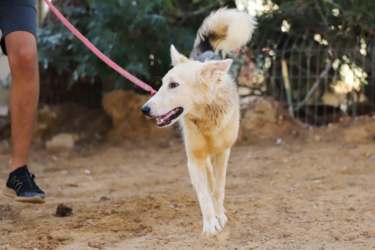 סבר - כלב לאימוץ - אגודת צער בעלי חיים בישראל