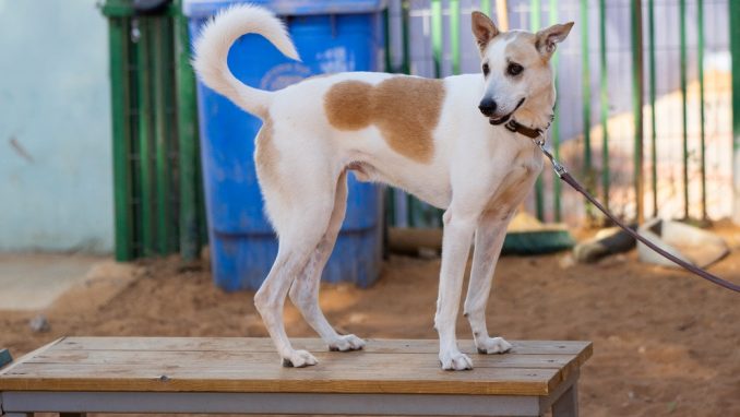 סטיב – כלב לאימוץ – אגודת צער בעלי חיים בישראל