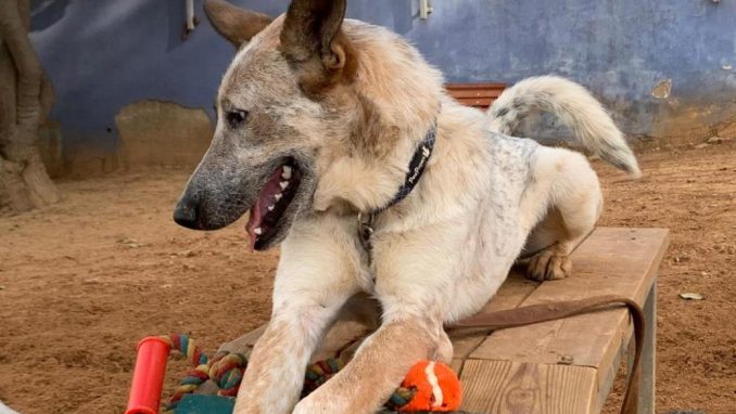 סקאי - כלב לאימוץ – אגודת צער בעלי חיים בישראל