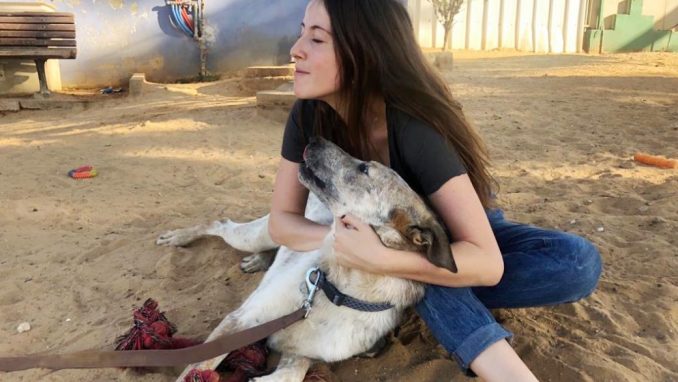 סקאי - כלב לאימוץ – אגודת צער בעלי חיים בישראל