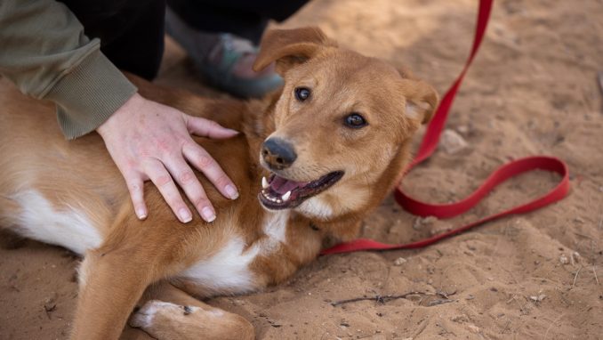 קולה - כלב לאימוץ - אגודת צער בעלי חיים בישראל - צילום: מאיה סיני
