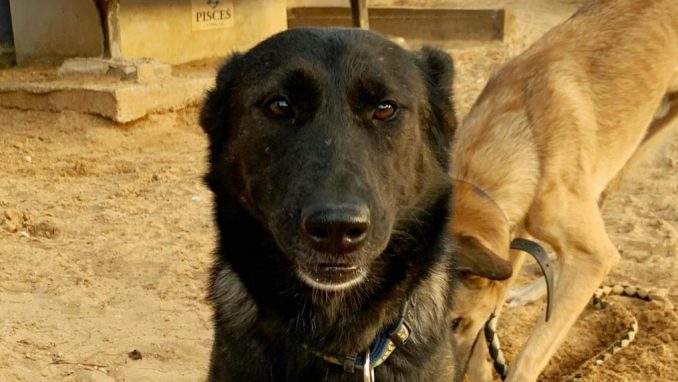 קים - כלבה לאימוץ -אגודת צער בעלי חיים בישראל