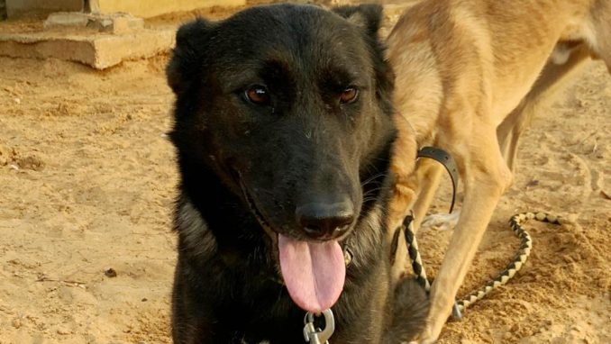 קים - כלבה לאימוץ - אגודת צער בעלי חיים בישראל