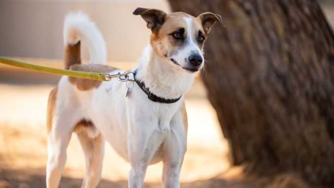 אמיגו - כלב לאימוץ - אגודת צער בעלי חיים בישראל