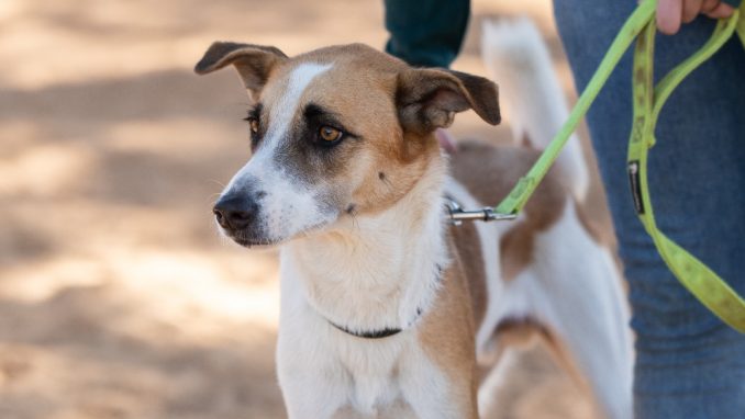 אמיגו - כלב לאימוץ - אגודת צער בעלי חיים בישראל