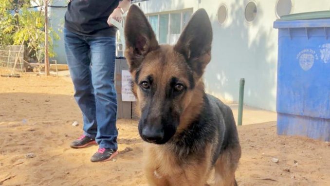 טום - כלב לאימוץ – אגודת צער בעלי חיים בישראל