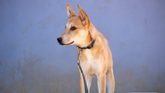 טום - כלב לאימוץ - אגודת צער בעלי חיים בישראל