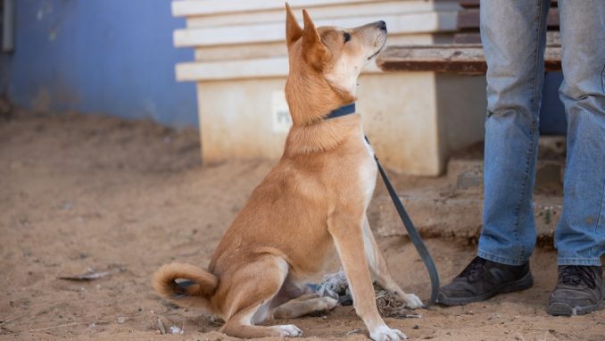 טום - כלב לאימוץ - אגודת צער בעלי חיים בישראל