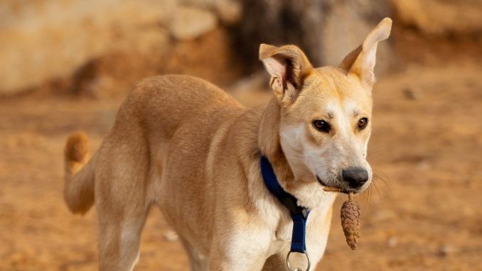 לורי - כלבה לאימוץ - אגודת צער בעלי חיים בישראל