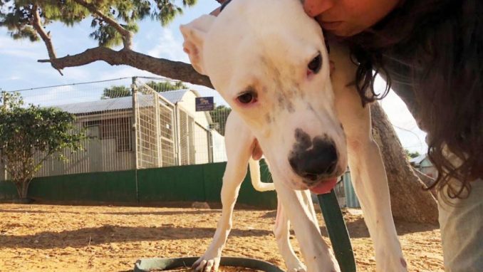 סאם - כלב לאימוץ - אגודת צער בעלי חיים בישראל