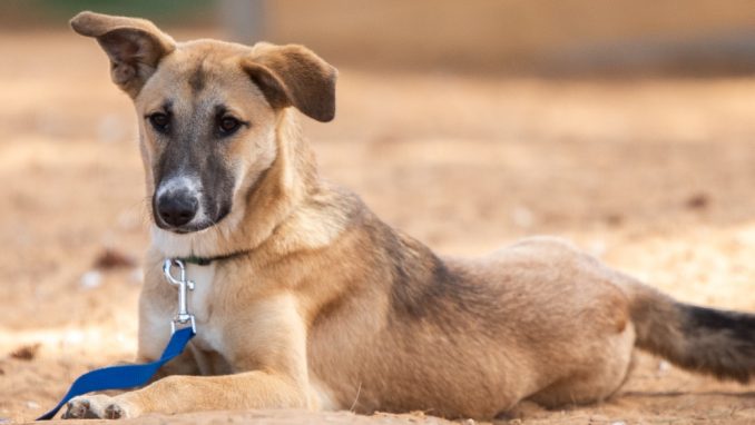 רדה - כלבה לאימוץ - אגודת צער בעלי חיים בישראל - צילום: מאיה סיני