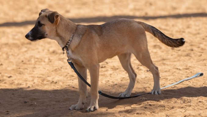 רדה – כלבה לאימוץ – אגודה צער בעלי חיים ישראל