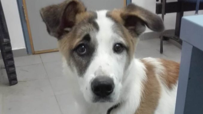 דאשה - כלבה לאימוץ - אגודת צער בעלי חיים בישראל