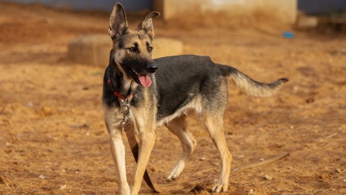 חליסי - כלבה לאימוץ - אגודת צער בעלי חיים בישראל