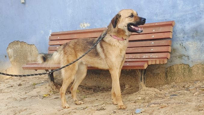 לאקי – כלב לאימוץ – אגודת צער בעלי חיים בישראל